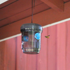 Fly and wasp trap