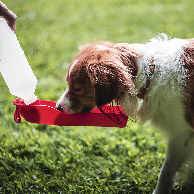 Water bottle with bowl