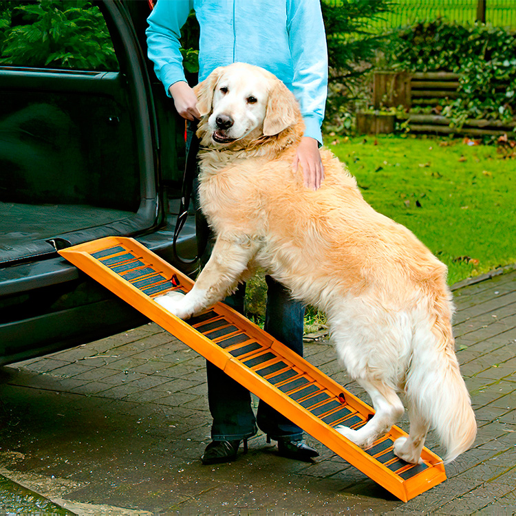 ramp to get dog in car