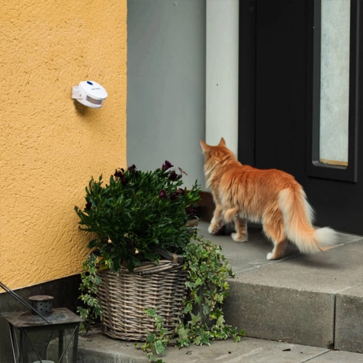 Cat Doorbell
