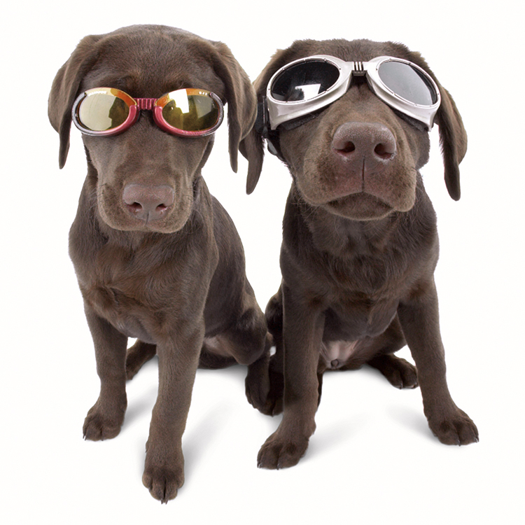 Doggles sunglasses for dogs