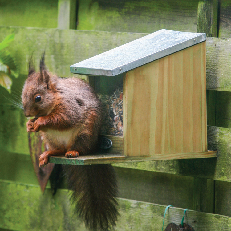 Squirrel feeder