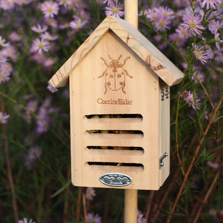 Ladybug House