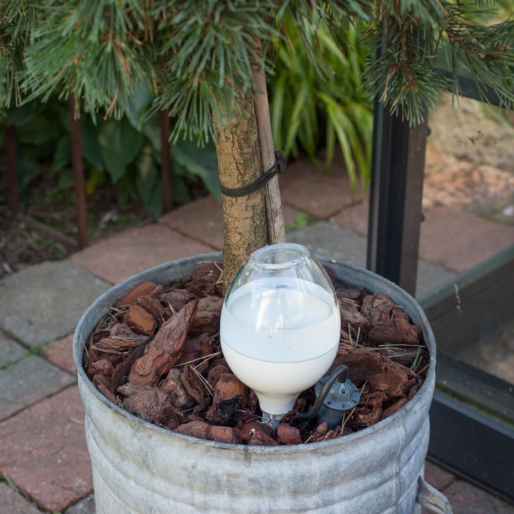 Plant waterer