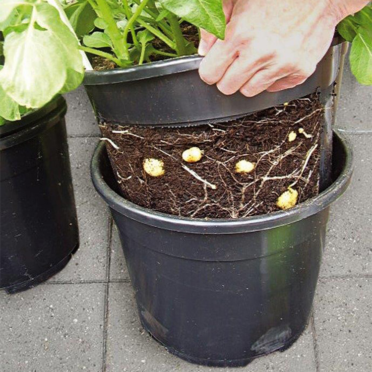 Potato pot