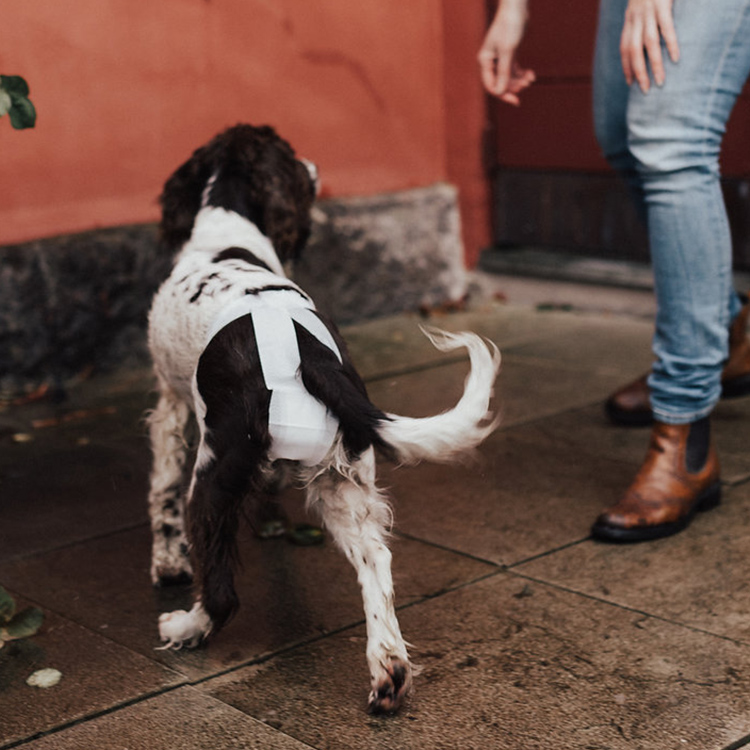 sanitary towels for dogs