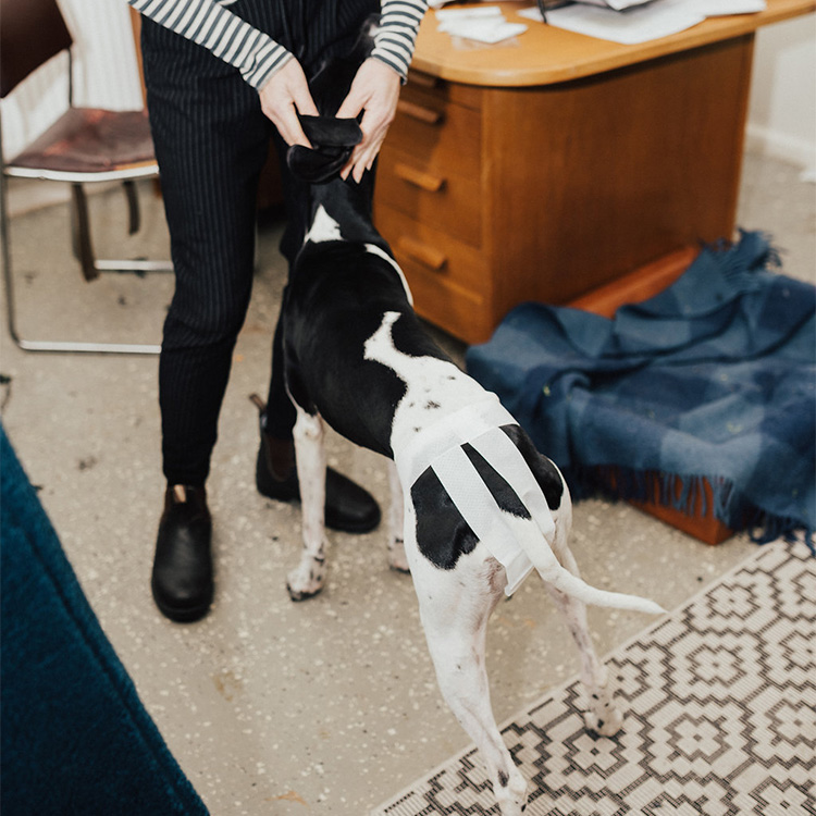 sanitary towels for dogs