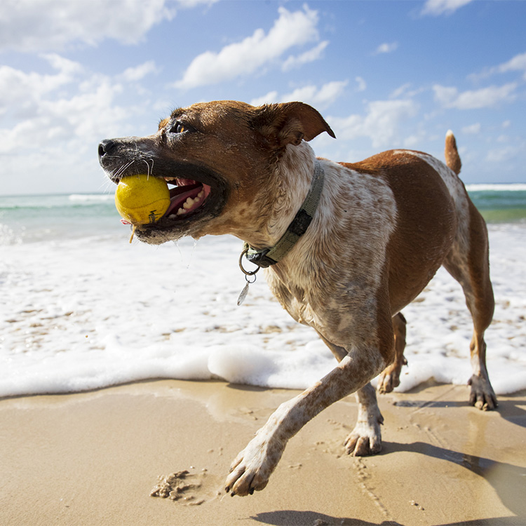 dog bouncing beach ball