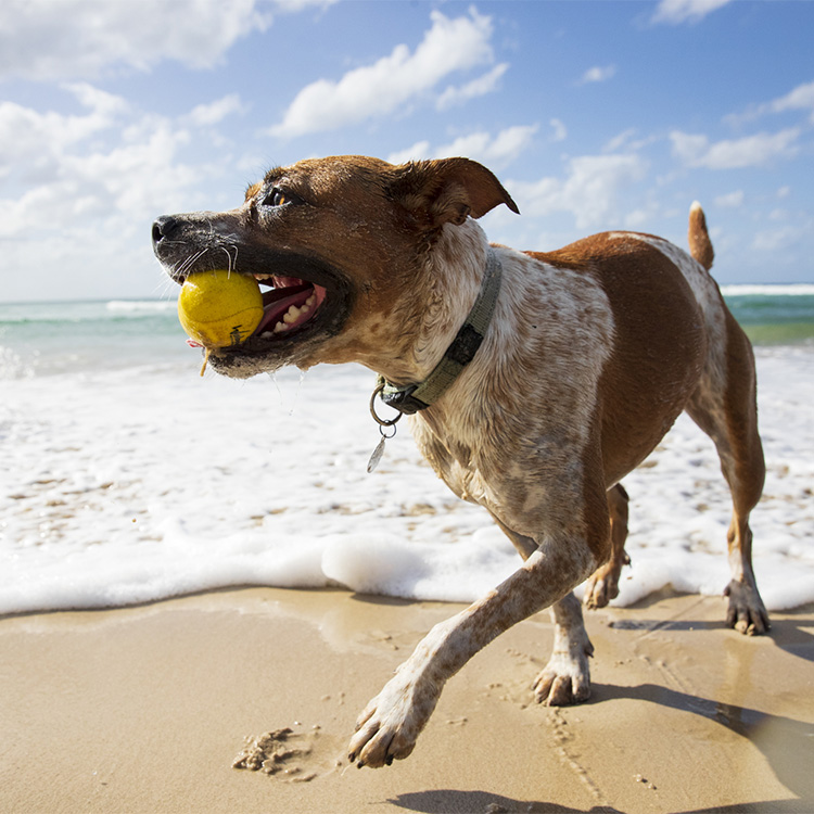 Water Bouncing Ball for Dogs