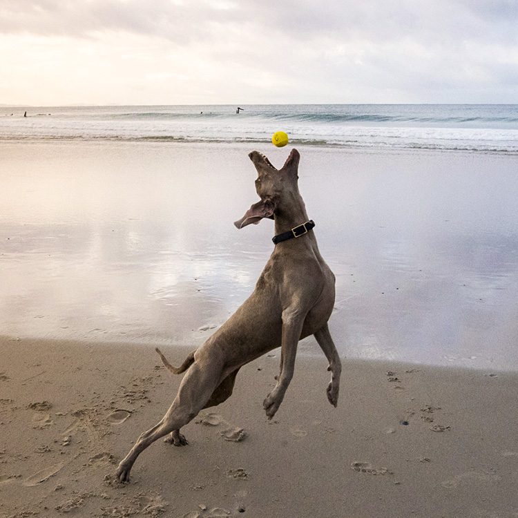 dog bouncing beach ball