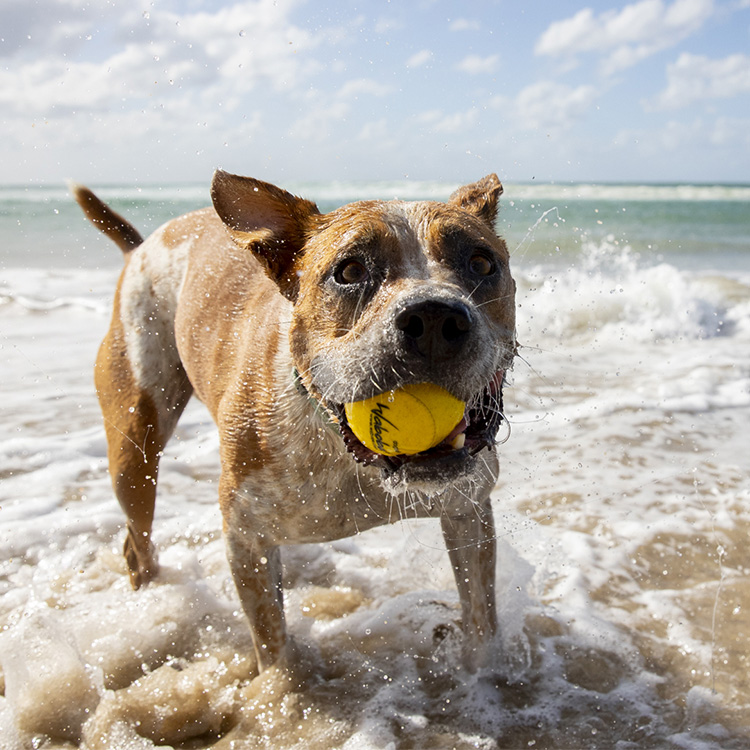 dog bouncing beach ball