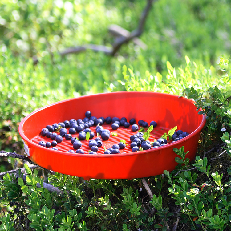 Berry clean-up tray