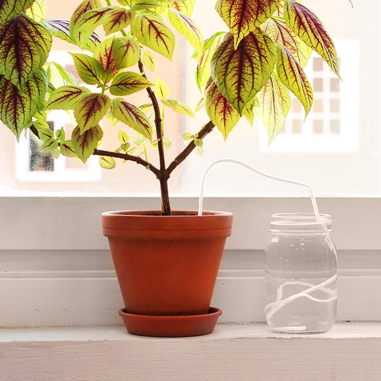 Watering Wick, pack of five Waters your plants when you are on