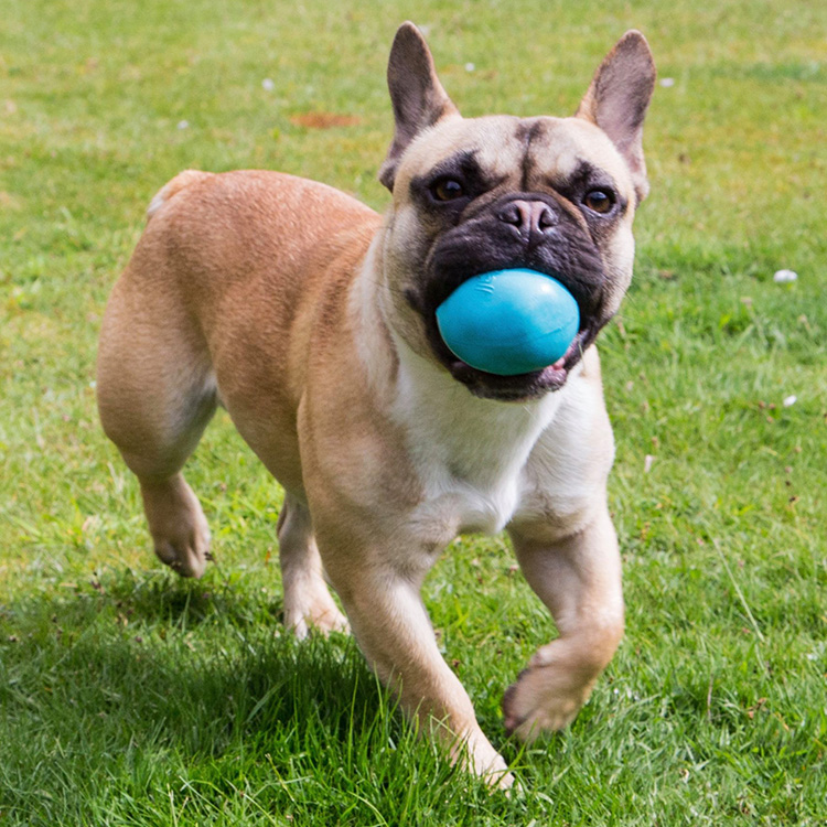 Dog Activity Ball