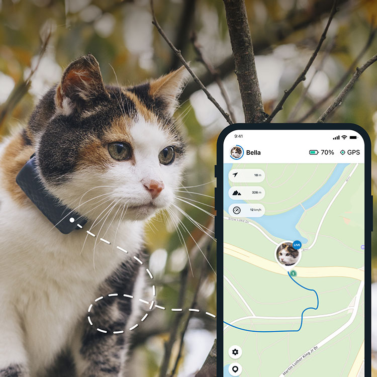 GPS for cats