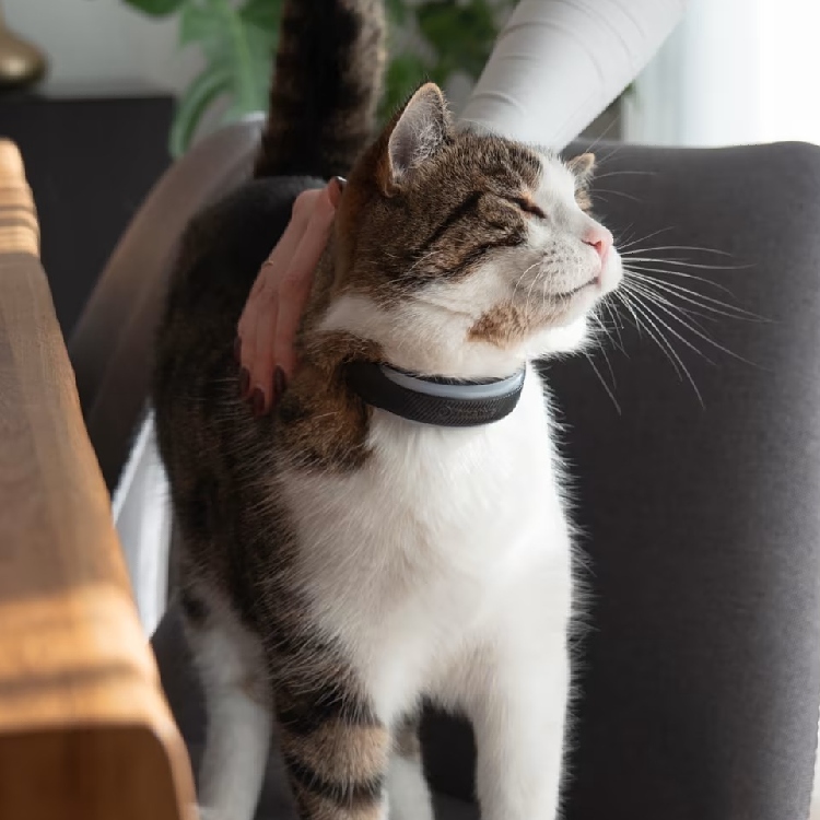 GPS for cats, Tractive
