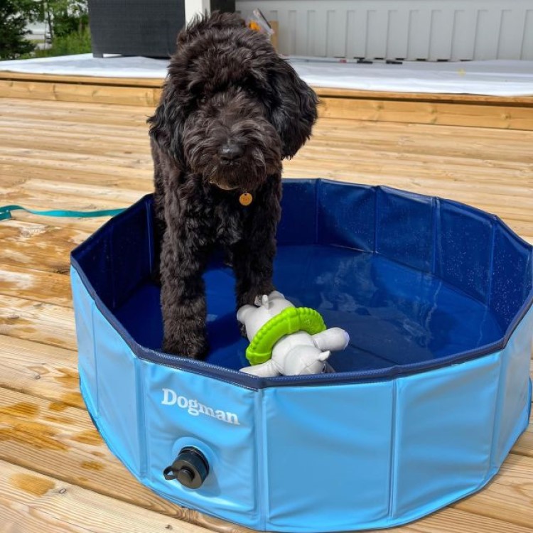 Collapsible dog pool