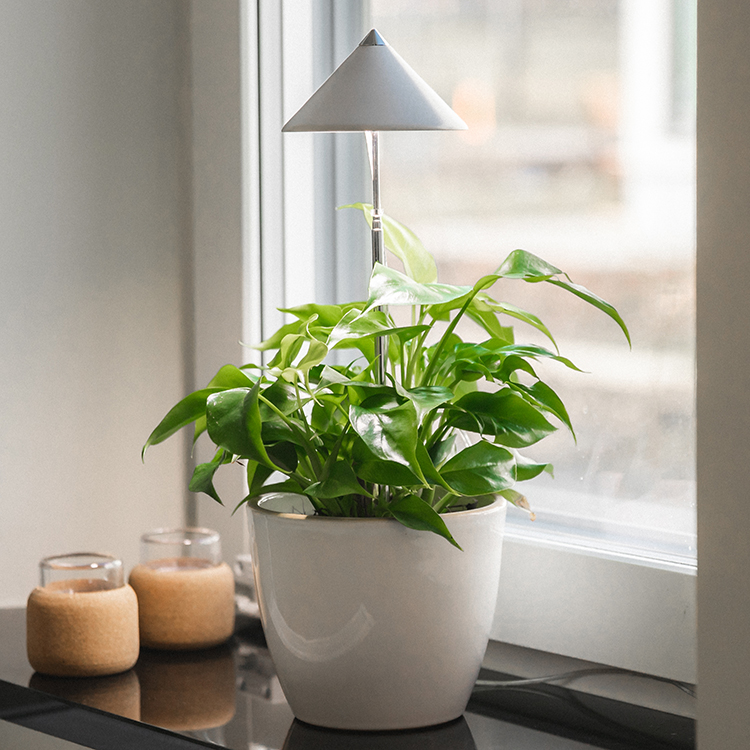 Plant lamp on spike 7W