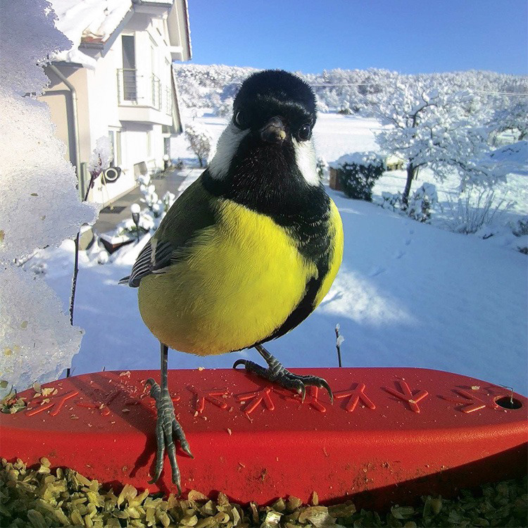Bird feeder with camera, Birdbuddy