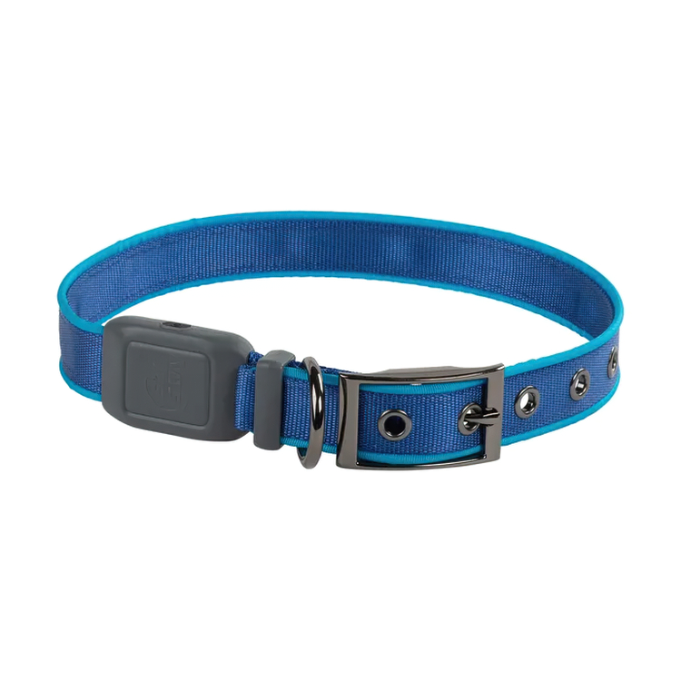 Light-up dog collar