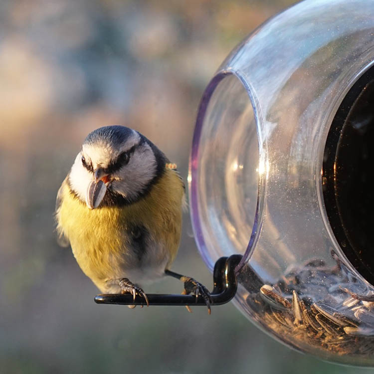 Round window bird feeder