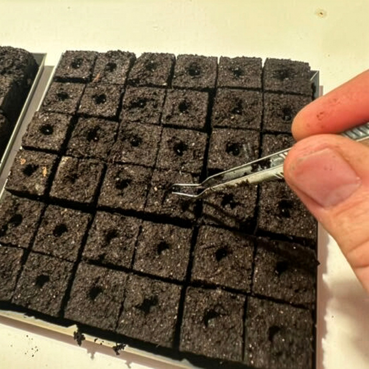 Soil cubes for cultivation