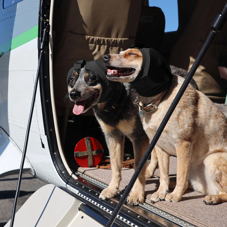 Hearing protection for dogs