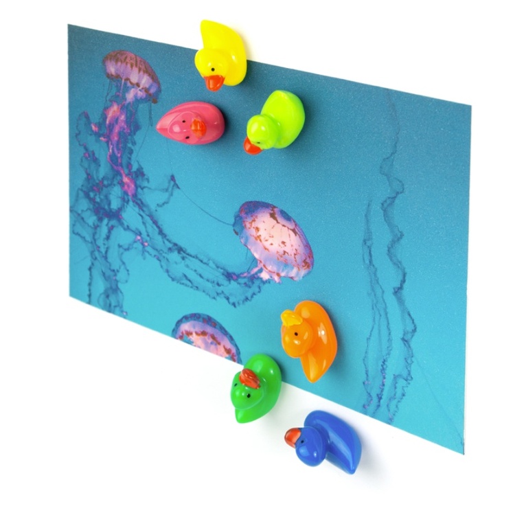 Magnets, Colourful Ducks, Set of 6, DUCK, Assorted