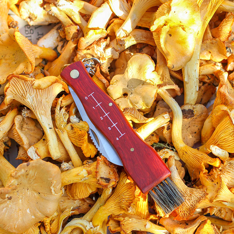 Berries & Mushrooms