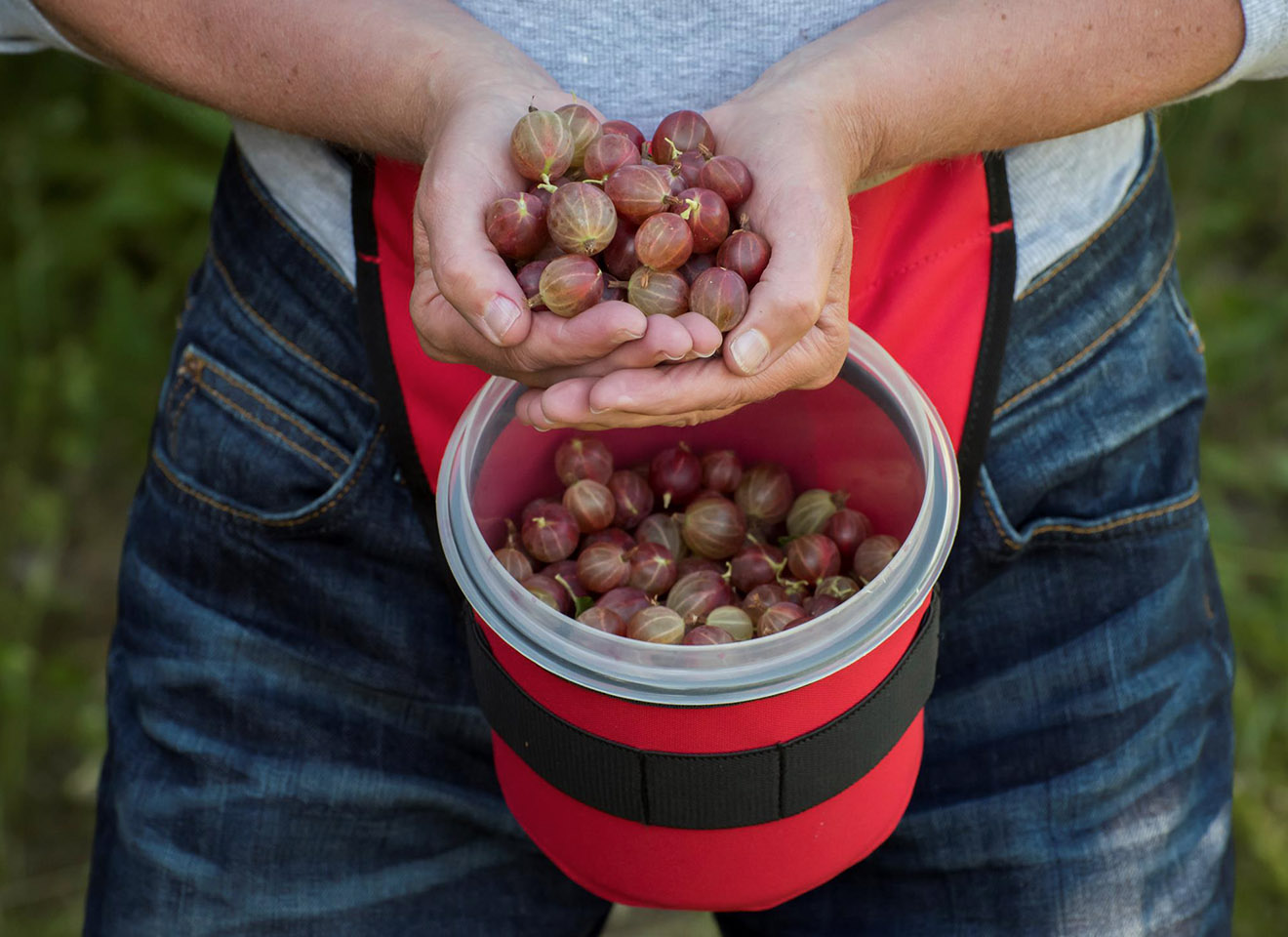 Berry Belt