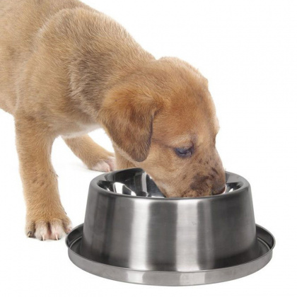 Pet Cooling Bowl in the group Leisure / Pets at SmartaSaker.se (12704)