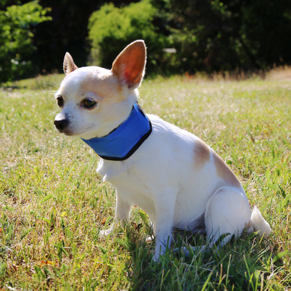 Cooling bandanna for dogs in the group Leisure / Pets / Dog stuff at SmartaSaker.se (12705)