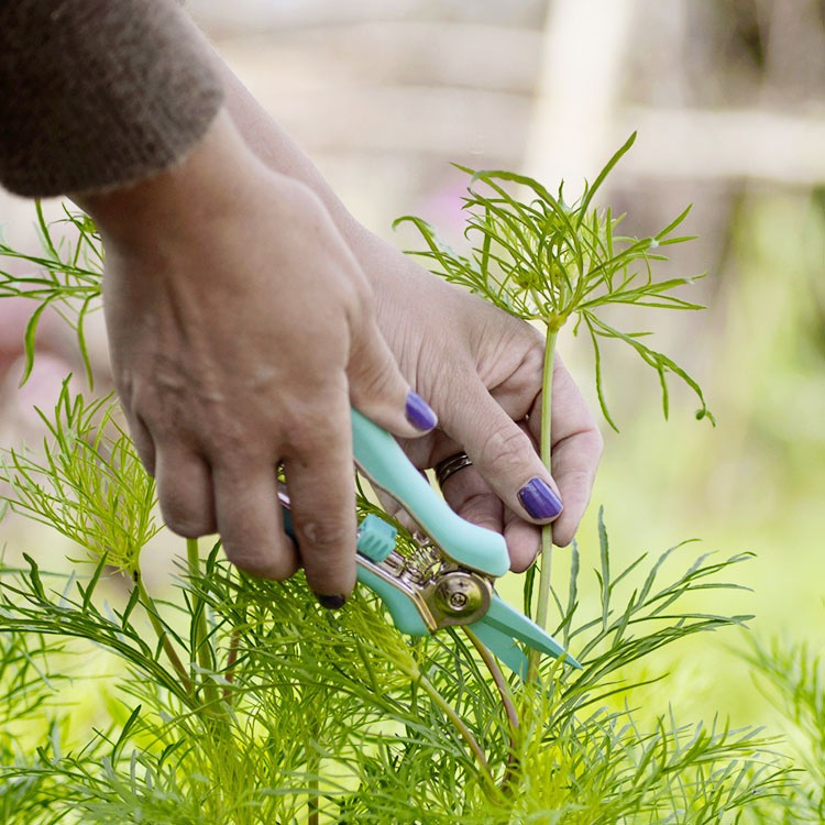 Floral shears in the group House & Home / Garden / Cultivation at SmartaSaker.se (13974)