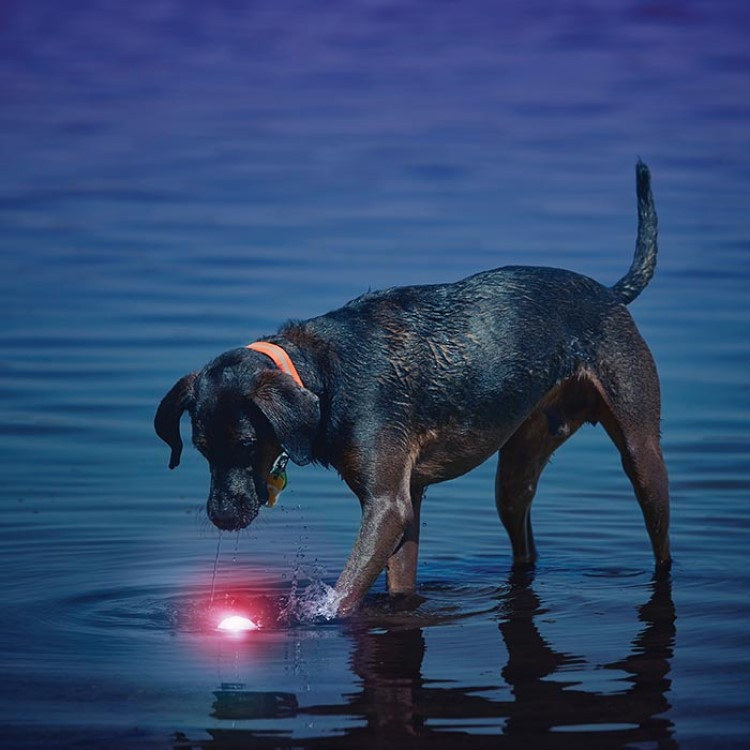 Light-up dog ball in the group Leisure / Pets / Dog stuff at SmartaSaker.se (14170)