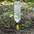 Self-Irrigation Device for PET Bottles Self-Irrigation Device for PET Bottles