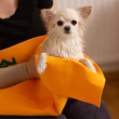Dog towel Dog towel