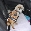 Seatbelt Harness for Dogs