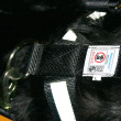 Seatbelt Harness for Dogs