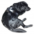 Seatbelt Harness for Dogs