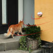 Cat Doorbell Cat Doorbell