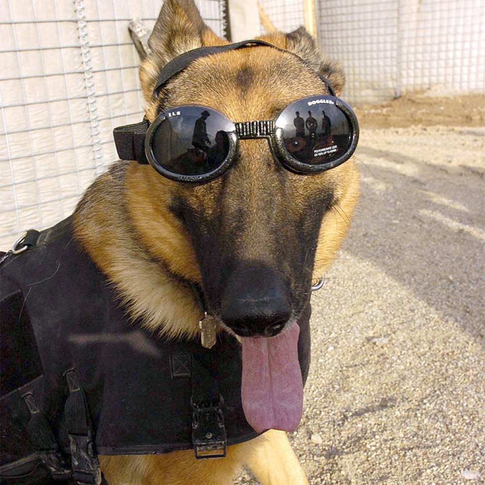 Doggles sunglasses for dogs in the group Leisure / Pets / Dog stuff at SmartaSaker.se (11054)