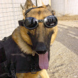 Doggles sunglasses for dogs