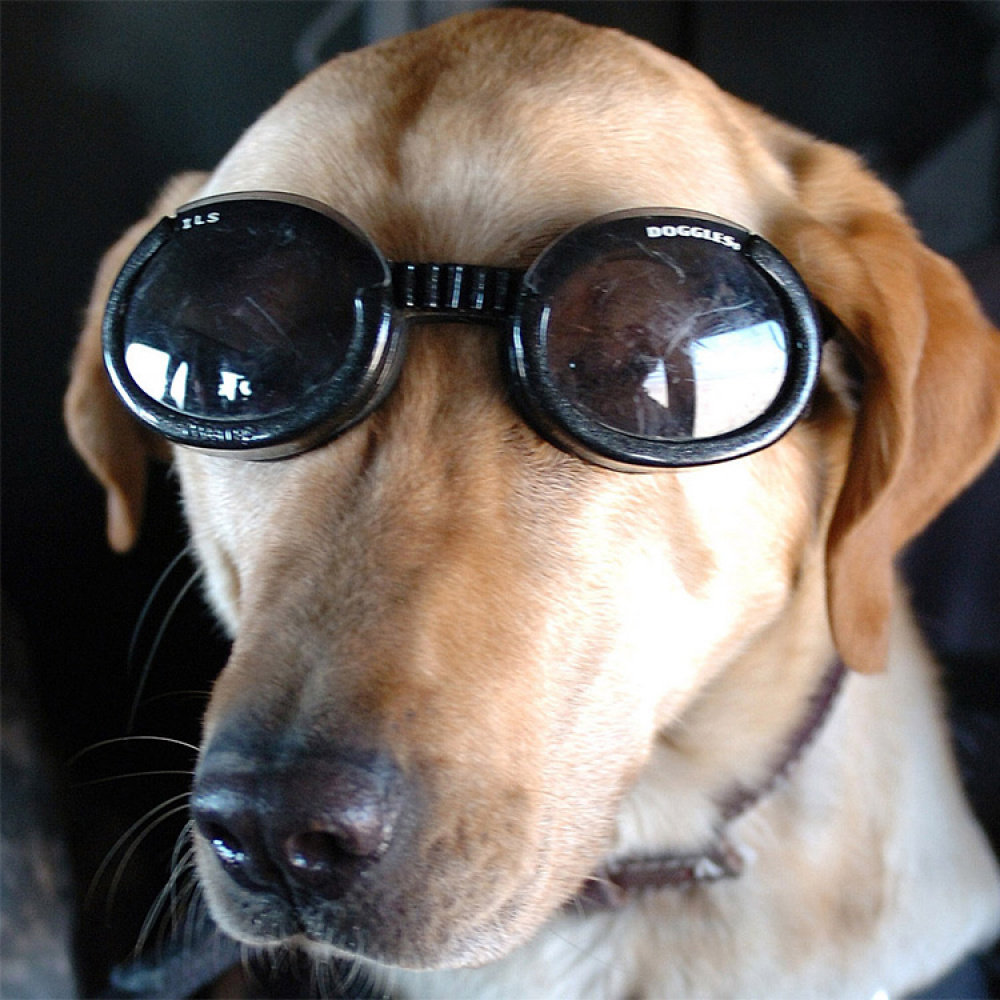 Doggles sunglasses for dogs in the group Leisure / Pets / Dog stuff at SmartaSaker.se (11054)