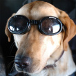 Doggles sunglasses for dogs