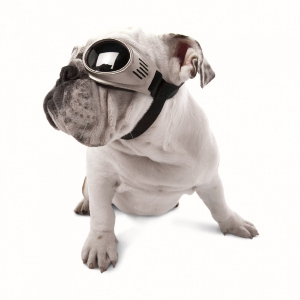 Doggles sunglasses for dogs in the group Leisure / Pets / Dog stuff at SmartaSaker.se (11054)