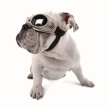 Doggles sunglasses for dogs