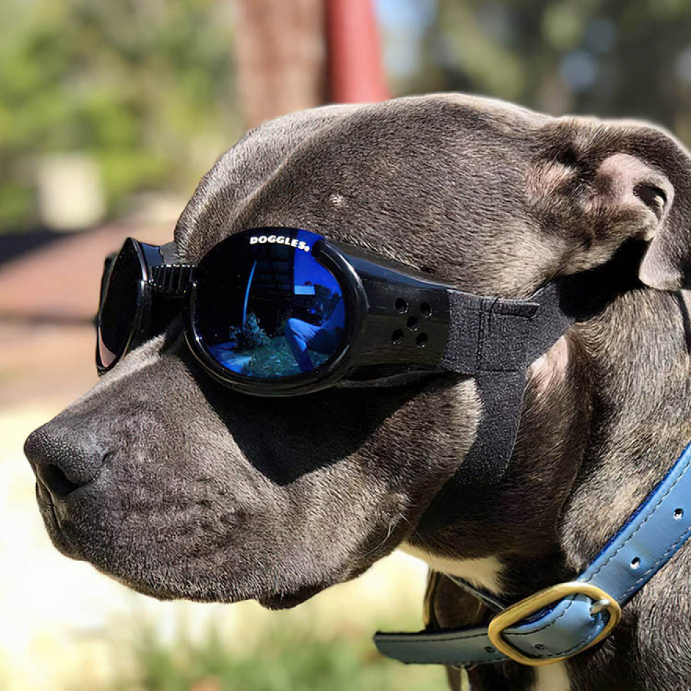 Pet Protection Small Doggles – Dog Sunglasses & Goggles, UV Eye Wear
