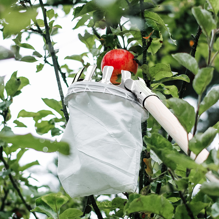 Harvest nets for fruit trees - Apple catcher for fallen fruit | SmartaSaker