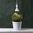 Grow Lamp Grow Lamp