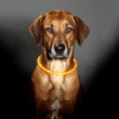 Glowing dog collar